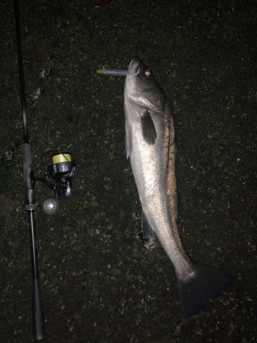 シーバスの釣果