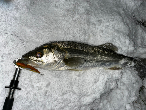 スズキの釣果