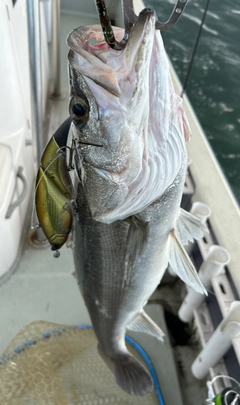 シーバスの釣果