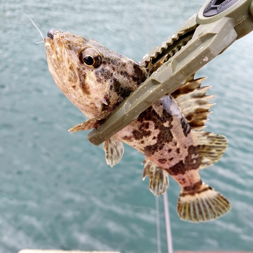 タケノコメバルの釣果