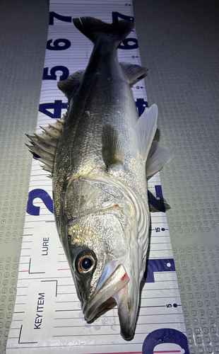 シーバスの釣果