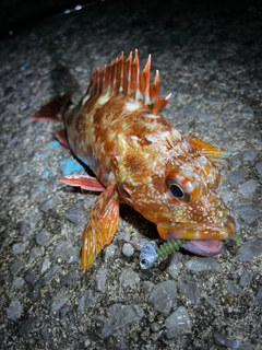 カサゴの釣果