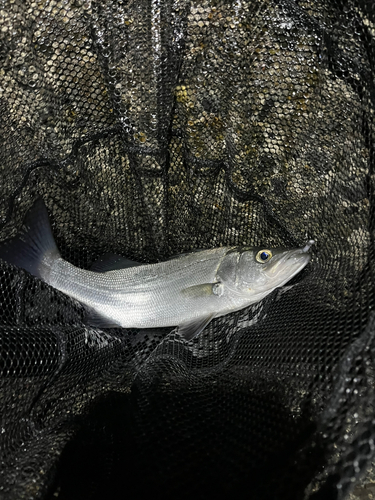 ヒラスズキの釣果