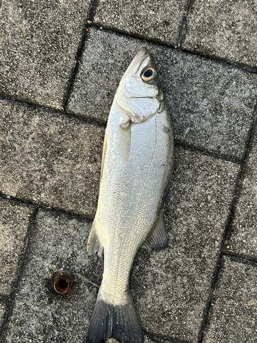 セイゴ（ヒラスズキ）の釣果