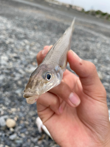 キスの釣果