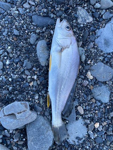 イシモチの釣果