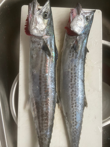 サゴシの釣果