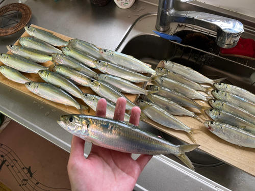 カタボシイワシの釣果