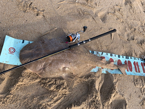 カスザメの釣果