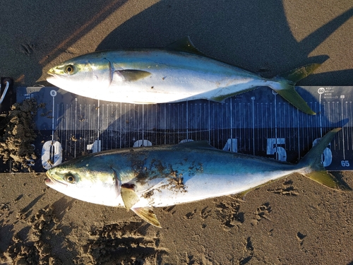 ワラサの釣果