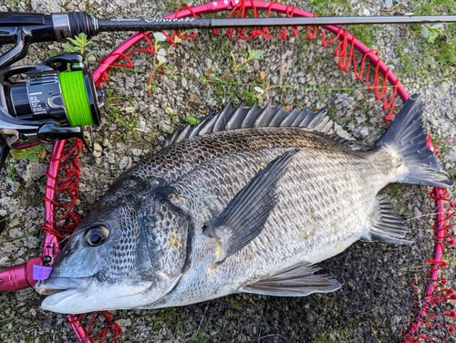 チヌの釣果