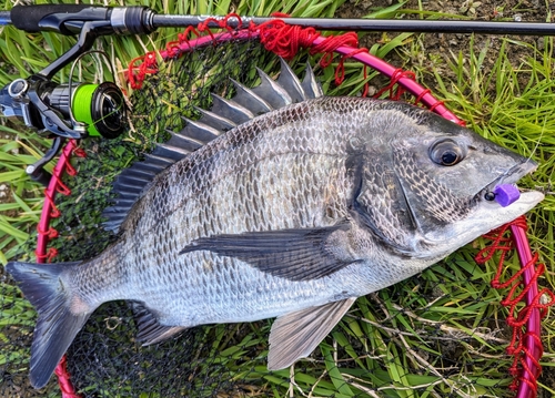 チヌの釣果