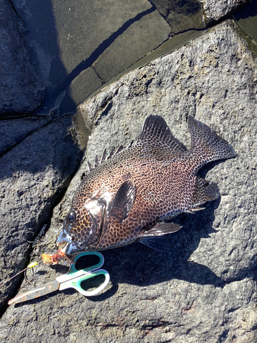 イシガキダイの釣果