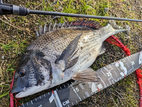 チヌの釣果