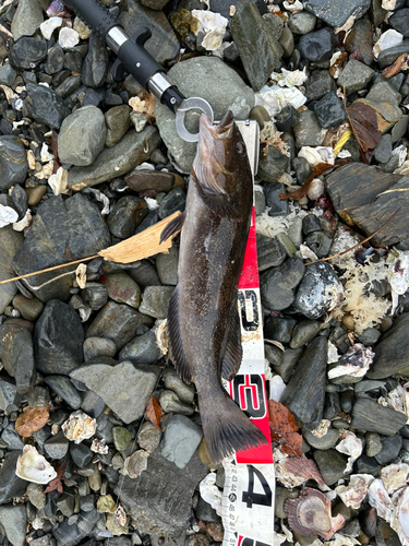 アイナメの釣果