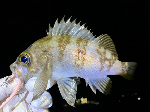 メバルの釣果