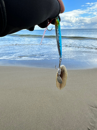 シタビラメの釣果