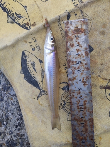 キスの釣果