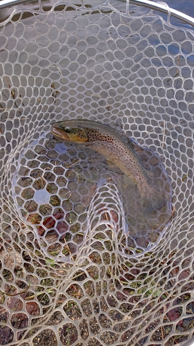 ブラウントラウトの釣果