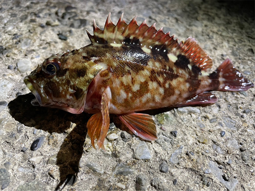 カサゴの釣果