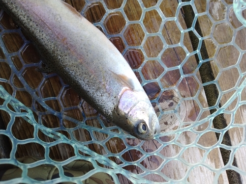 ニジマスの釣果