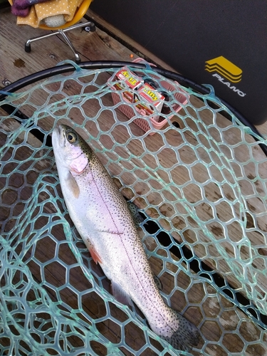 ニジマスの釣果