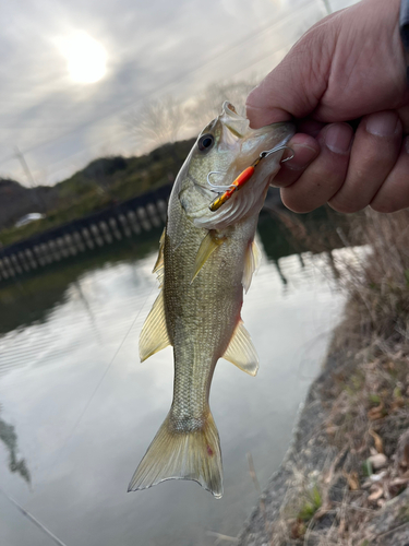 ラージマウスバスの釣果