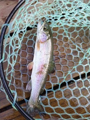 ニジマスの釣果