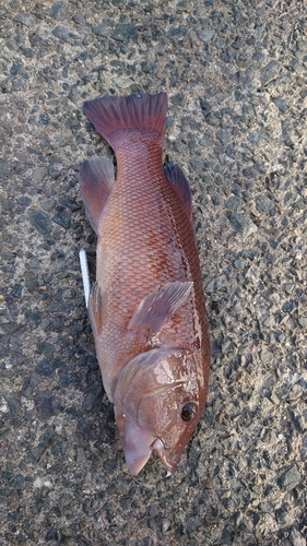 コブダイの釣果