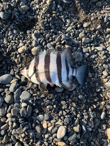 サンバソウの釣果