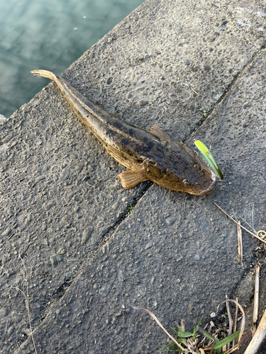 コチの釣果