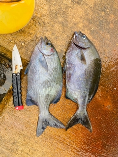 イスズミの釣果