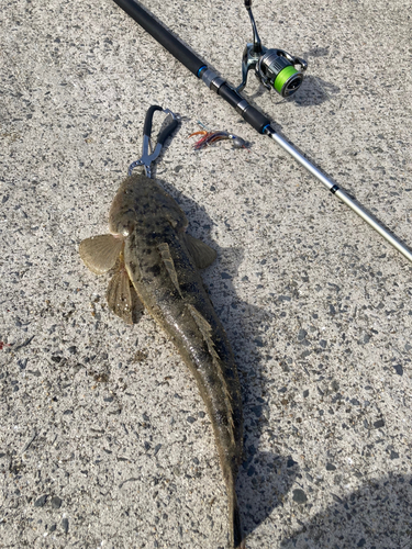 マゴチの釣果