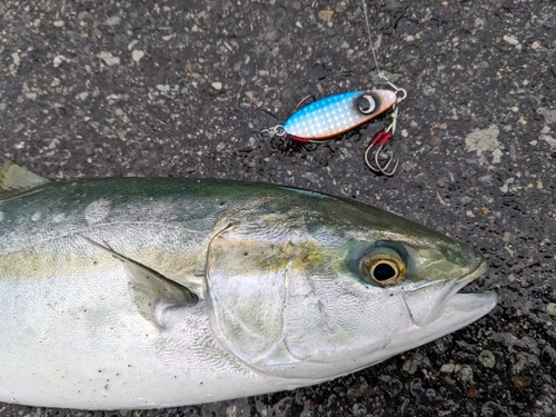 ハマチの釣果