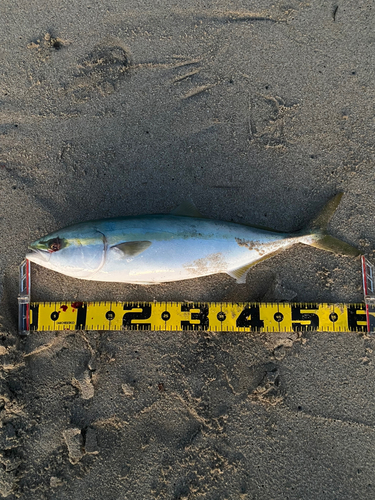 ワカシの釣果