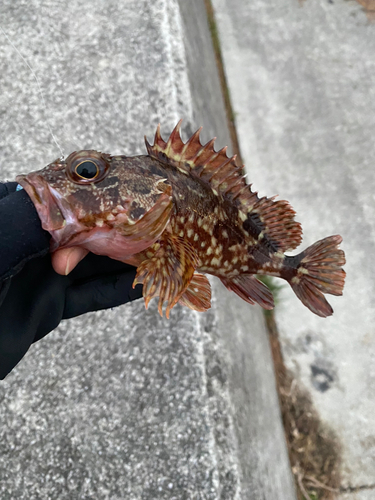 カサゴの釣果