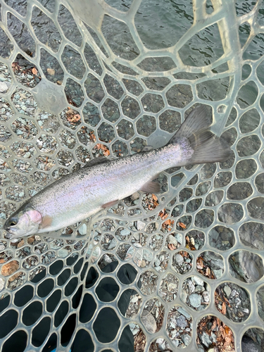 ニジマスの釣果