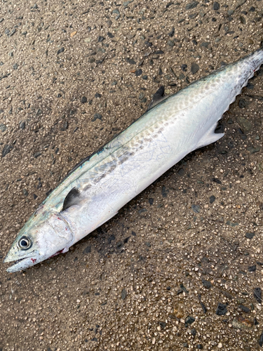 サゴシの釣果