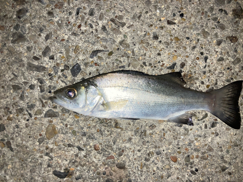 セイゴ（ヒラスズキ）の釣果