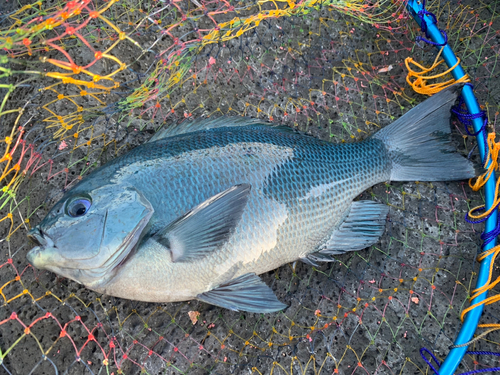 メジナの釣果