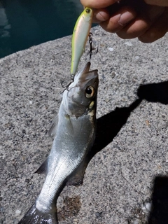 セイゴ（ヒラスズキ）の釣果