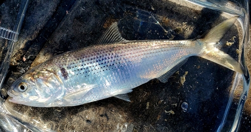 コノシロの釣果