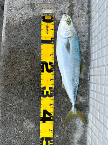 ツバスの釣果