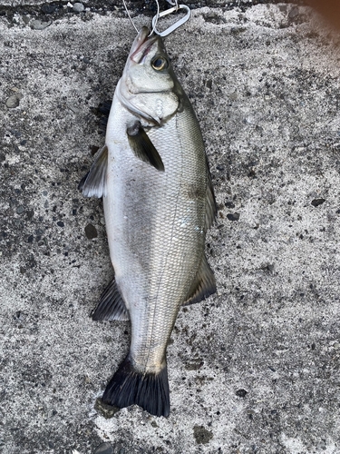 ヒラスズキの釣果