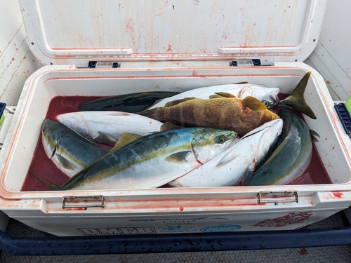 ツバスの釣果