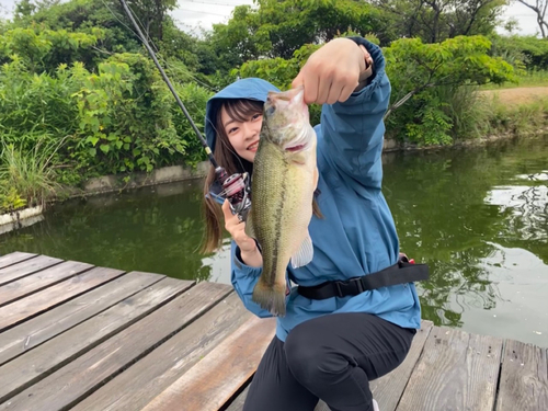 ブラックバスの釣果