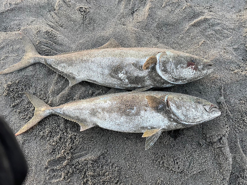 ブリの釣果