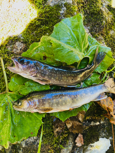 イワナの釣果