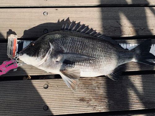 チヌの釣果