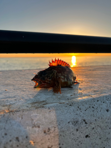 カサゴの釣果